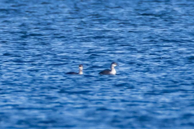 Grèbe jougris  - Johann Prost