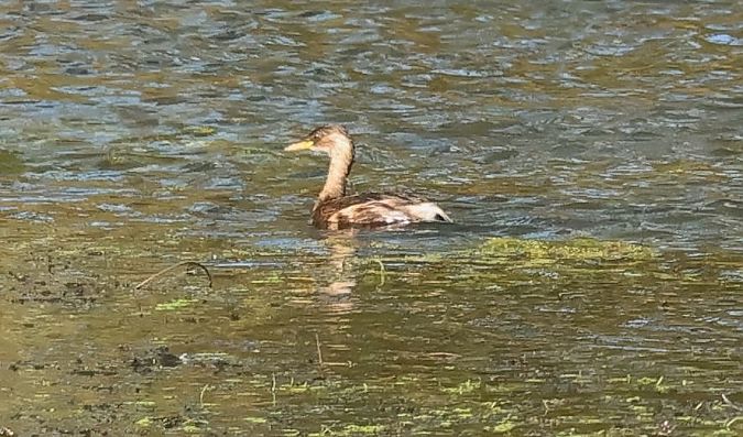 Rothalstaucher  - Ilse Gerlach