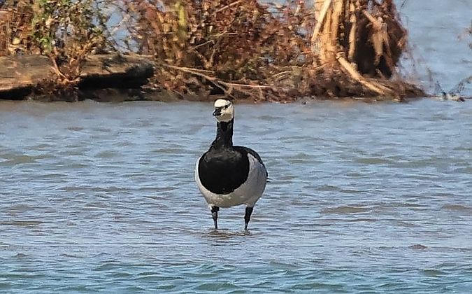 Weißwangengans  - Ilse Gerlach