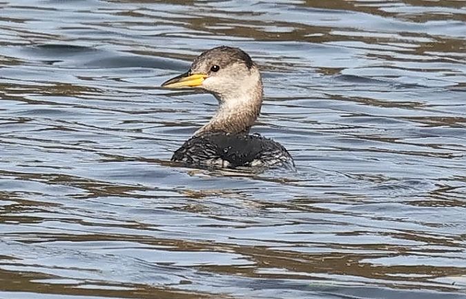 Grèbe jougris  - Ilse Gerlach