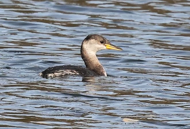 Grèbe jougris  - Ilse Gerlach