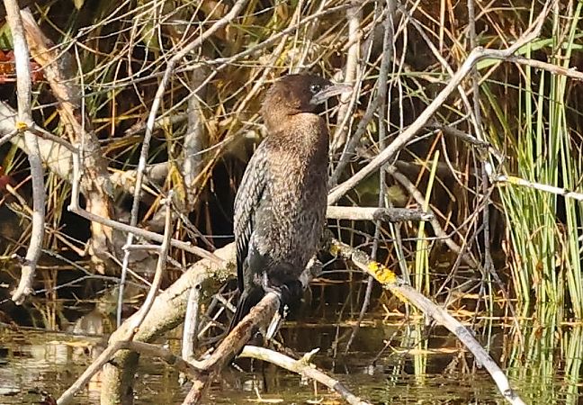 Cormoran pygmée  - Ilse Gerlach