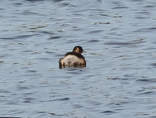 Grèbe à cou noir  - Ilse Gerlach