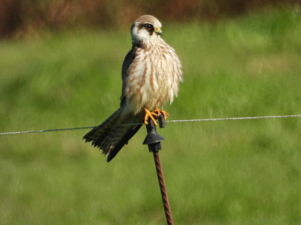 Rotfußfalke  - Bruno Pichler