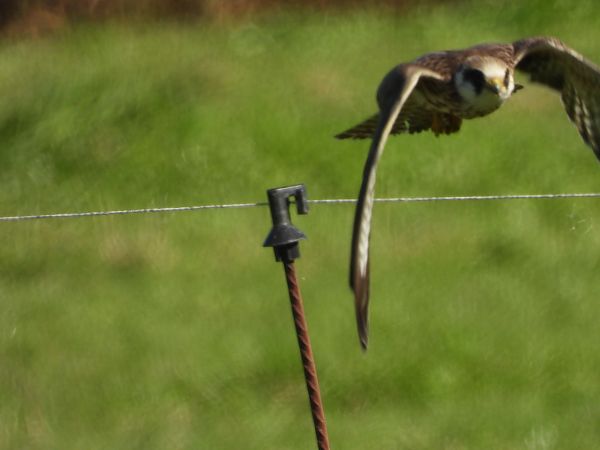 Faucon kobez  - Bruno Pichler