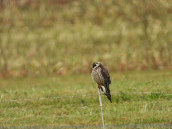 Red-footed Falcon  - Bruno Pichler