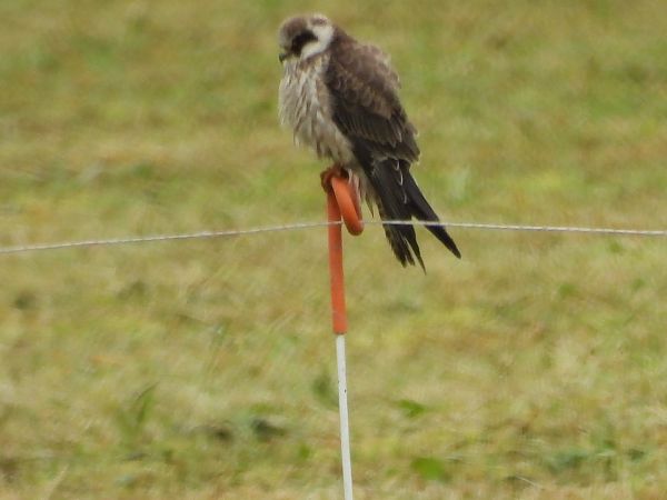 Rotfußfalke  - Bruno Pichler