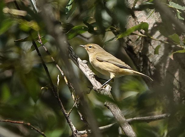 Pouillot de Sibérie 