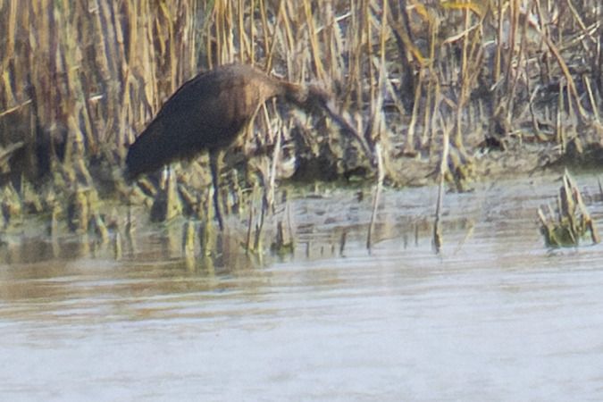 Ibis falcinelle  - Jürgen Prohaska-Hotze