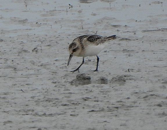 Sanderling  - Wolfgang Kautz