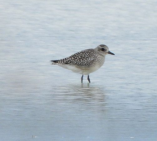 Grey Plover  - Wolfgang Kautz