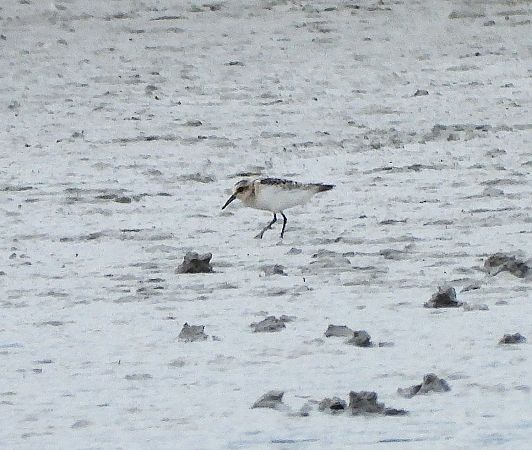 Sanderling  - Wolfgang Kautz