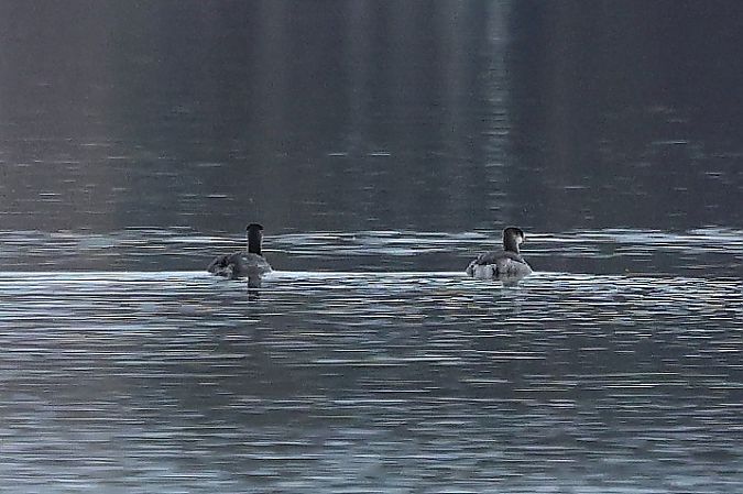 Grèbe jougris  - Rupert Hafner