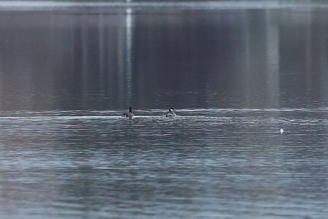 Grèbe jougris  - Rupert Hafner