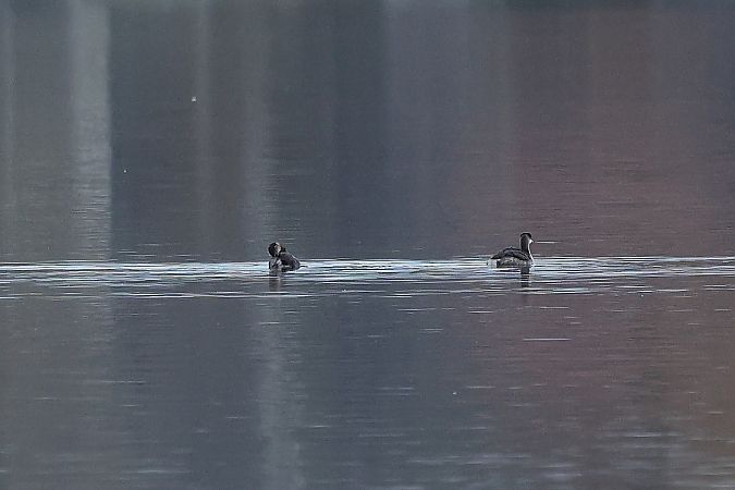 Grèbe jougris  - Rupert Hafner