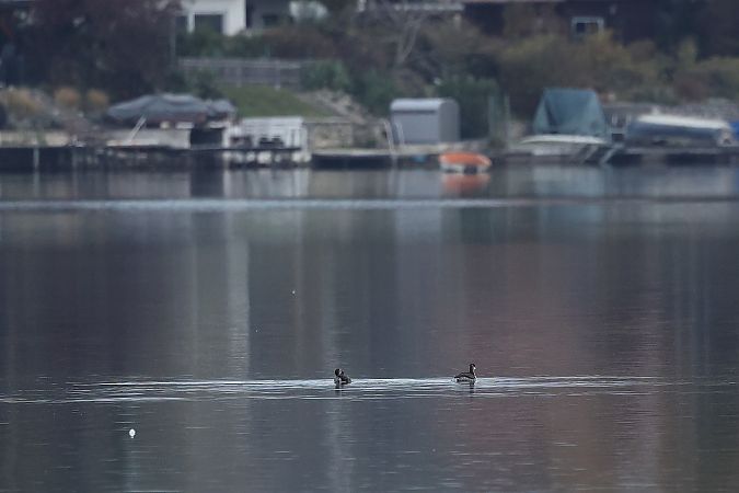 Grèbe jougris  - Rupert Hafner