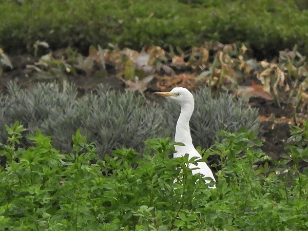Western Cattle Egret  - Peter Frühwirth