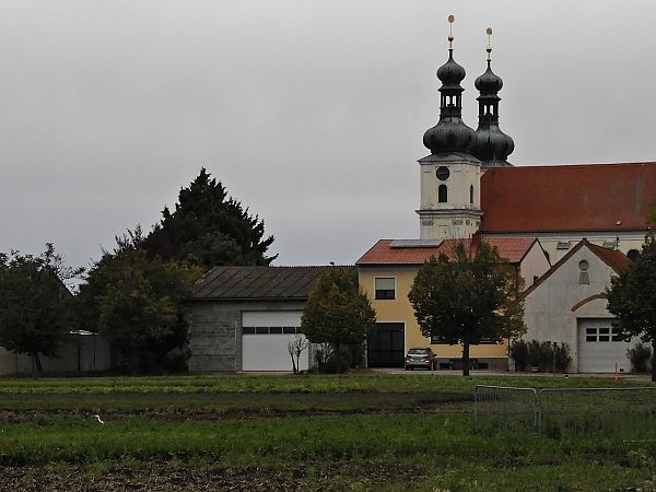 Héron garde-boeufs  - Peter Frühwirth