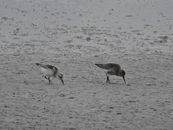 Sanderling  - Peter Frühwirth