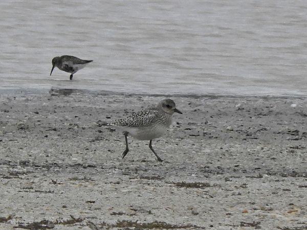 Grey Plover  - Peter Frühwirth