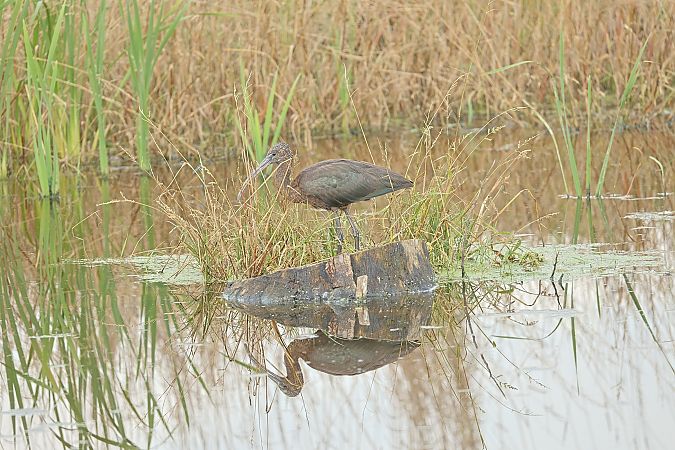 Ibis falcinelle  - Gerald Puchberger
