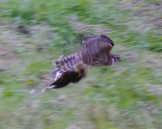 Merlin  - Walter Watzl