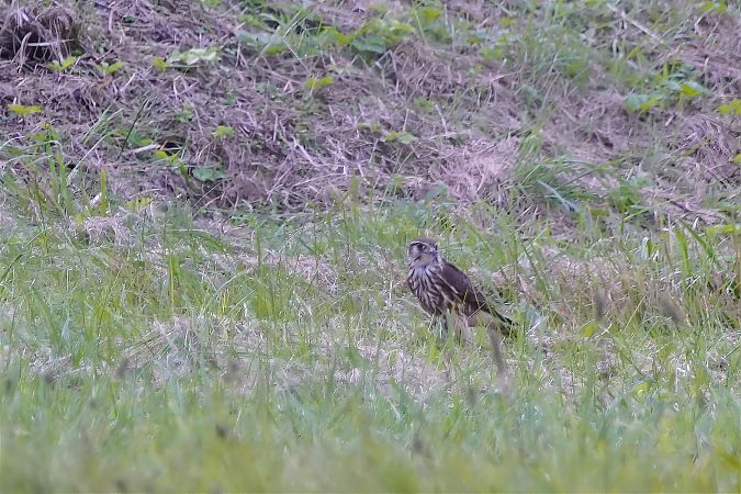 Faucon émerillon  - Walter Watzl