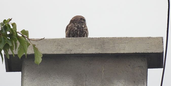 Little Owl  - Hubert Blatterer