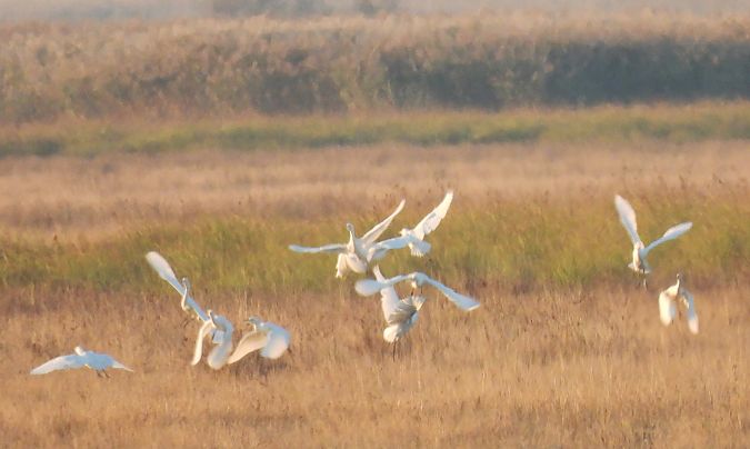 Western Cattle Egret  - Hubert Blatterer
