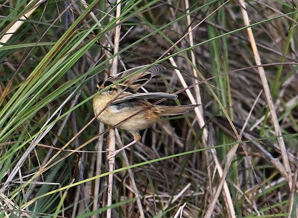 Phragmite aquatique  - Karl Heinz Krainer