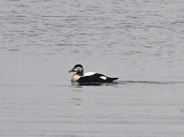 Eider à duvet  - Karl Heinz Krainer