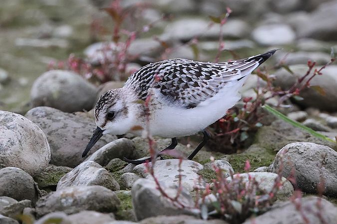 Bécasseau sanderling  - Jiri Vratny