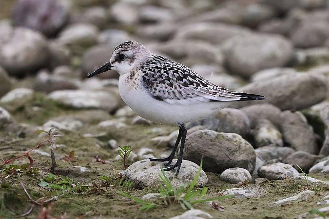 Bécasseau sanderling  - Jiri Vratny