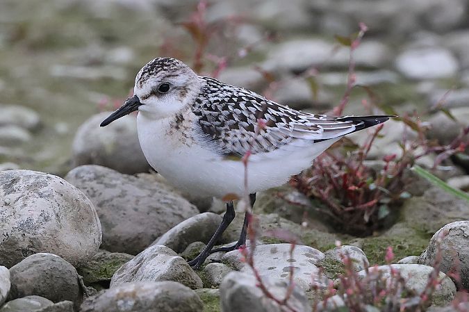 Bécasseau sanderling  - Jiri Vratny