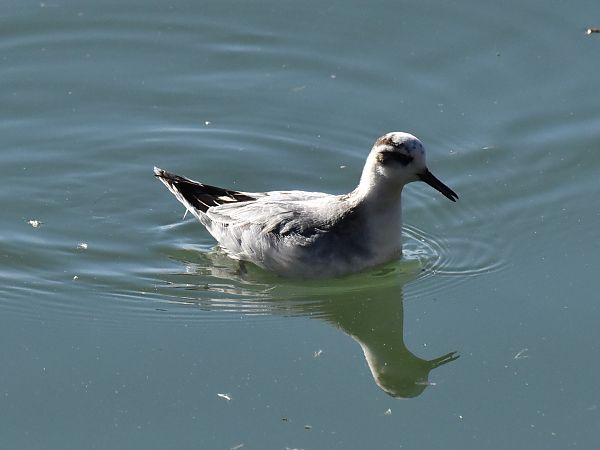 Phalarope à bec large  - Hannes Schitter