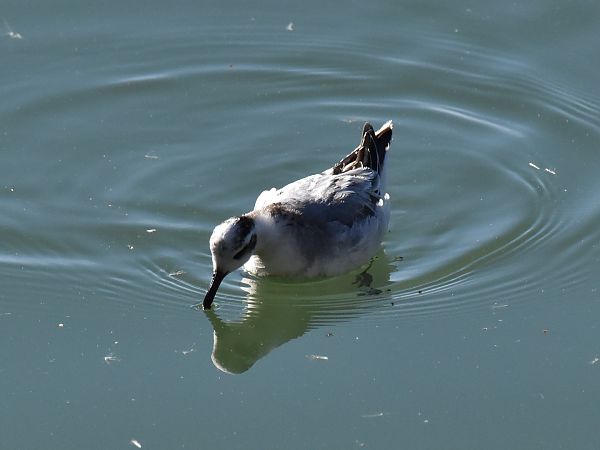 Phalarope à bec large  - Hannes Schitter