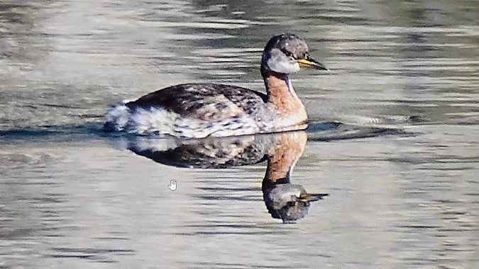 Grèbe jougris  - Hermann Verderber
