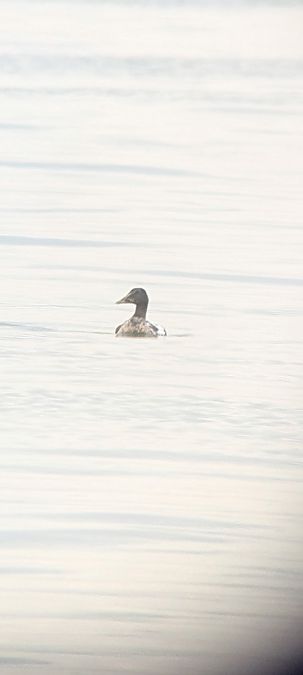 Eiderente  - Johannes Jäger