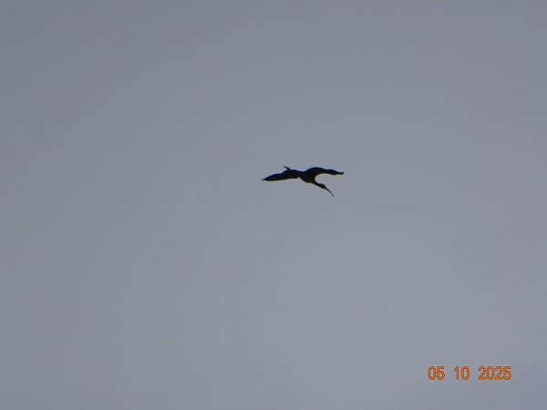 Glossy Ibis  - Josef Riegler