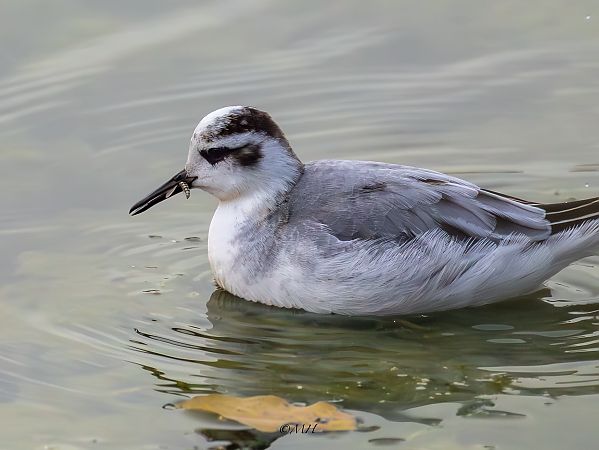 Phalarope à bec large  - Michael Hafner