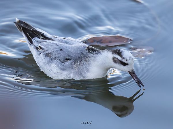 Phalarope à bec large  - Michael Hafner