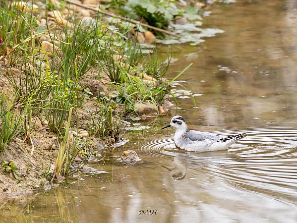 Phalarope à bec large  - Michael Hafner