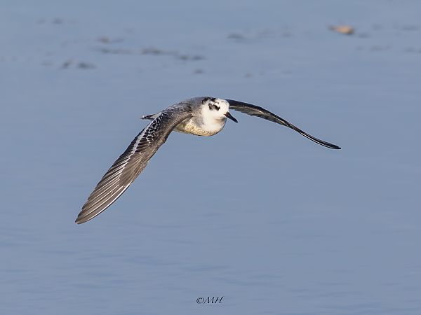 Phalarope à bec large  - Michael Hafner