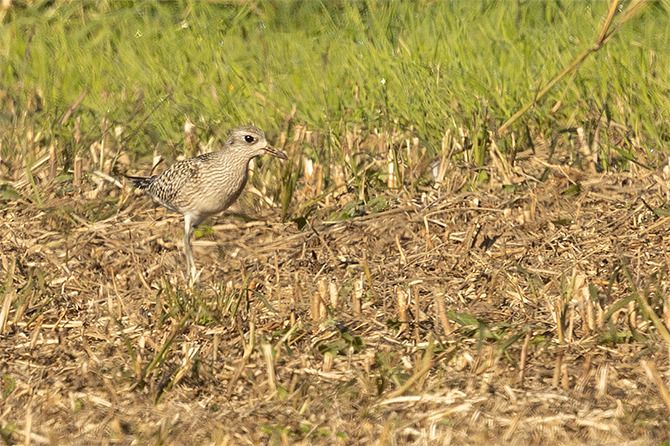 Grey Plover  - Andreas Tiefenbach