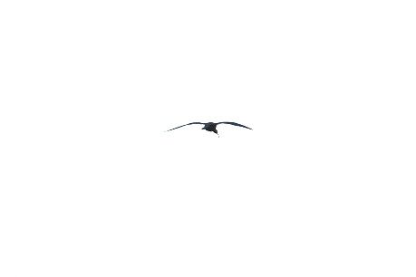 Ibis falcinelle  - Werner Petutschnig