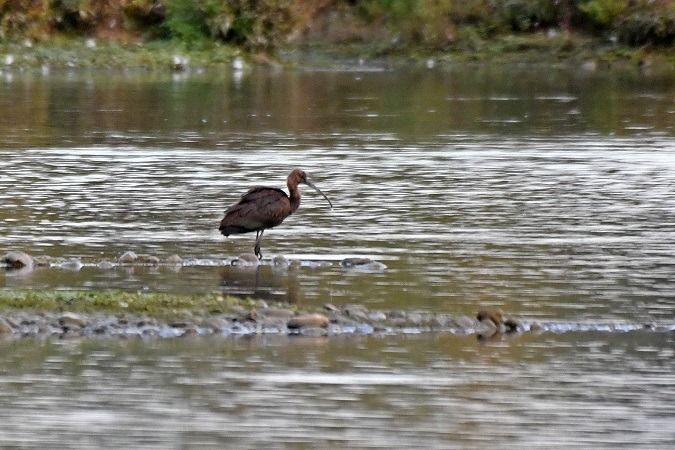 Ibis falcinelle  - Anonyme