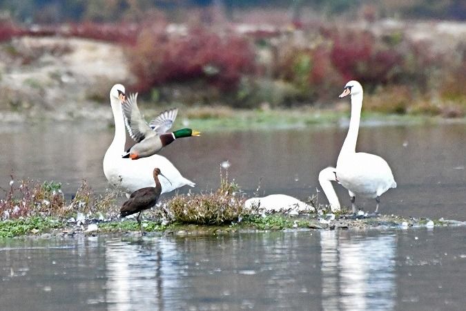 Ibis falcinelle  - Anonyme