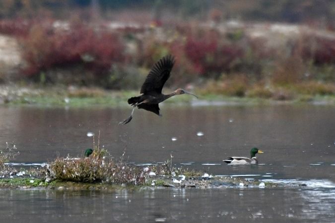 Ibis falcinelle  - Anonyme