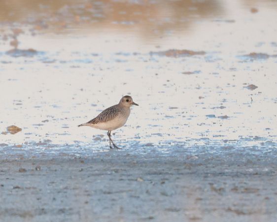 Grey Plover 