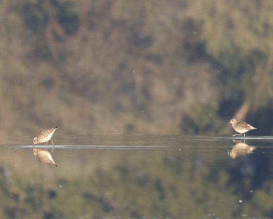 Pluvier argenté  - Lydia Hofer